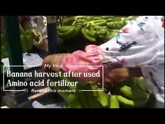 Rozpuszczalny w wodzie chelat aminokwasowy wapnia 15% nawóz do drzew bananowych