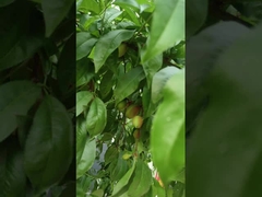 Hi Azot Płynne aminokwasy Nawóz roślinny System nawadniania