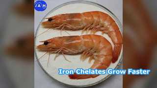 Chelaty aminokwasowe żelaza wspomagają wzrost zwierząt