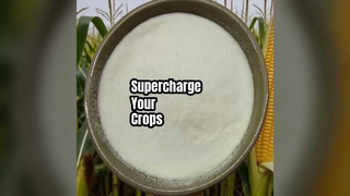 Zwiększ plony Aminokwas w proszku 80%