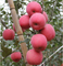 Nawóz potasowy zwiększa akumulację antocyjanów Czerwone zabarwienie owoców jabłek